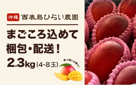 2026年 先行予約 アップルマンゴー 約2.3kg 4～8玉 西表島ひらい農園 マンゴー 果物 フルーツ