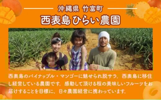 2026年 先行予約 アップルマンゴー 約2.3kg 4～8玉 西表島ひらい農園 マンゴー 果物 フルーツ