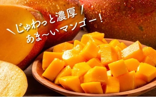 2026年 先行予約 アップルマンゴー 約2.3kg 4～8玉 西表島ひらい農園 マンゴー 果物 フルーツ