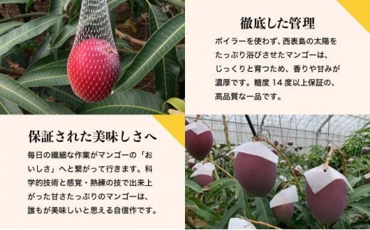 2026年 先行予約 アップルマンゴー 約1.5kg 3～5玉 西表島ひらい農園 マンゴー 果物 フルーツ