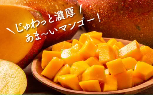 2026幎 å
è¡äºçŽ ã¢ããã«ãã³ãŽãŒ çŽ700g 2ç 西衚島ã²ãã蟲å ãã³ãŽãŒ æç© ãã«ãŒã