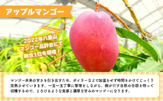 2026年 先行予約 アップルマンゴー 約4kg 8～12玉入り 八重山マンゴー品評会総合1位を計3回獲得！高糖度保証！農園ファイミール 濃厚 果物 フルーツ