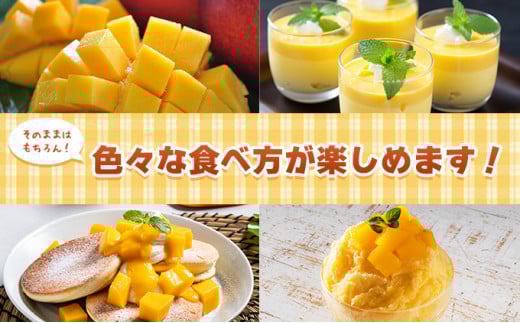 2026年 先行予約 アップルマンゴー 約4kg 8～12玉入り 八重山マンゴー品評会総合1位を計3回獲得！高糖度保証！農園ファイミール 濃厚 果物 フルーツ