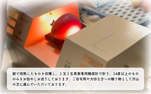 2026年 先行予約 アップルマンゴー 約4kg 8～12玉入り 八重山マンゴー品評会総合1位を計3回獲得！高糖度保証！農園ファイミール 濃厚 果物 フルーツ