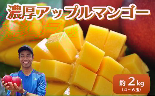 2026年 先行予約 アップルマンゴー 約2kg 4～6玉 セット 八重山マンゴー品評会総合1位を計3回獲得！高糖度保証！農園ファイミール 濃厚 果物 フルーツ