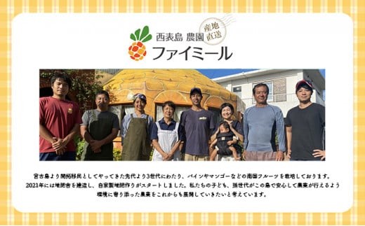 2026年 先行予約 アップルマンゴー 約2kg 4～6玉 セット 八重山マンゴー品評会総合1位を計3回獲得！高糖度保証！農園ファイミール 濃厚 果物 フルーツ