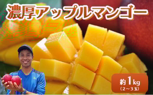 2026年 先行予約 アップルマンゴー 約1kg 2～3玉 セット 八重山マンゴー品評会総合1位を計3回獲得！高糖度保証！農園ファイミール 濃厚 果物 フルーツ