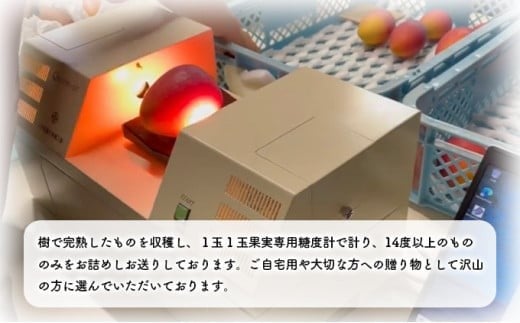 2026年 先行予約 アップルマンゴー 約1kg 2～3玉 セット 八重山マンゴー品評会総合1位を計3回獲得！高糖度保証！農園ファイミール 濃厚 果物 フルーツ