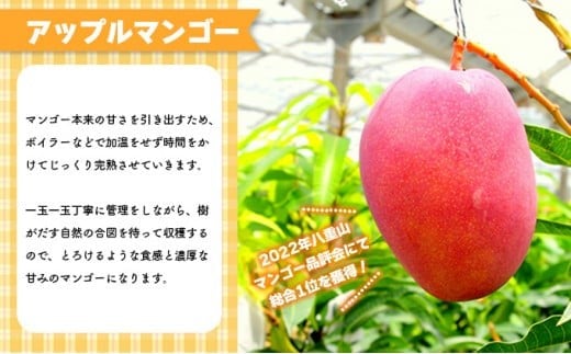 2026年 先行予約 アップルマンゴー 約1kg 2～3玉 セット 八重山マンゴー品評会総合1位を計3回獲得！高糖度保証！農園ファイミール 濃厚 果物 フルーツ
