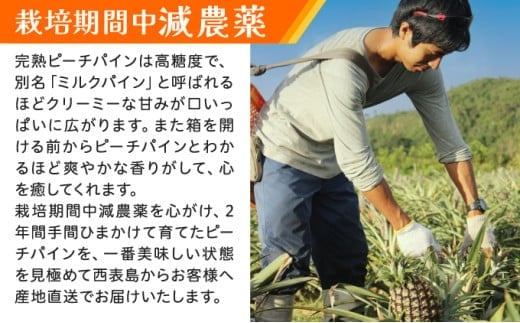 《2026年 先行予約》ピーチパイン 約3kg 3～6玉 農園ファイミール 完熟 果物 フルーツ