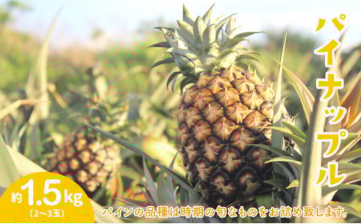 2026年 先行予約 セット パイン 約1.5kg マンゴー 約1kg 農園ファイミール 果物 フルーツ