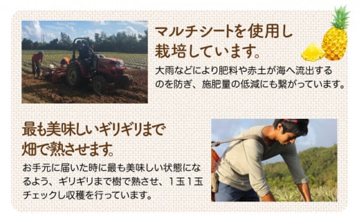 2026年 先行予約 セット パイン 約1.5kg マンゴー 約1kg 農園ファイミール 果物 フルーツ