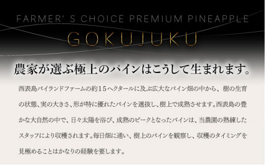 GOKUJUKU -極熟- プレミアム スナックパイン 1.4kg以上 1玉　2026年　先行予約 パイナップル 沖縄 高糖度秀品 贈答用 贈り物 パイン 果物 フルーツ デザート 希少 西表島