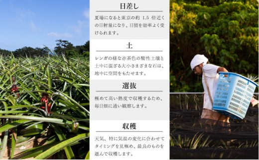 GOKUJUKU -極熟- プレミアム スナックパイン 1.4kg以上 1玉　2026年　先行予約 パイナップル 沖縄 高糖度秀品 贈答用 贈り物 パイン 果物 フルーツ デザート 希少 西表島