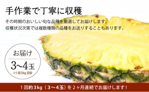 定期便 2ヶ月 2026年 先行予約 旬のパインアップル 約3kg 水鴨農園 2回 お楽しみ 果物 フルーツ