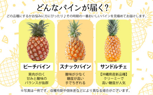 定期便 2ヶ月 2026年 先行予約 旬のパインアップル 約3kg 水鴨農園 2回 お楽しみ 果物 フルーツ