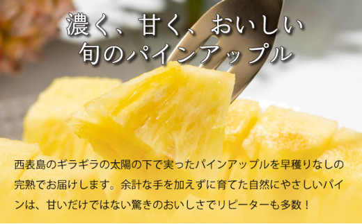 定期便 2ヶ月 2026年 先行予約 旬のパインアップル 約3kg 水鴨農園 2回 お楽しみ 果物 フルーツ