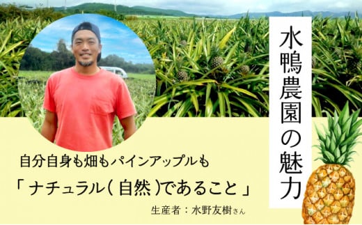 2026年 先行予約 完熟 パインアップル 約6kg 水鴨農園 パイン パイナップル 果物 フルーツ