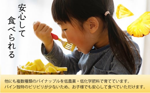2026年 先行予約 完熟 パインアップル 約6kg 水鴨農園 パイン パイナップル 果物 フルーツ