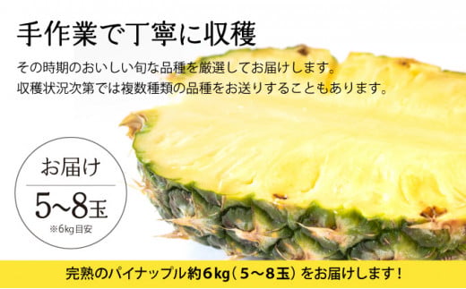 2026年 先行予約 完熟 パインアップル 約6kg 水鴨農園 パイン パイナップル 果物 フルーツ