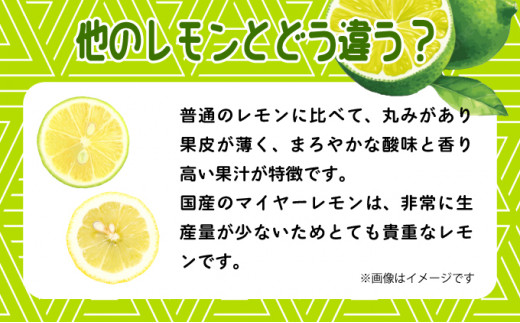 【2026年発送】まろやか多汁マイヤーレモン （島レモン）約2kg