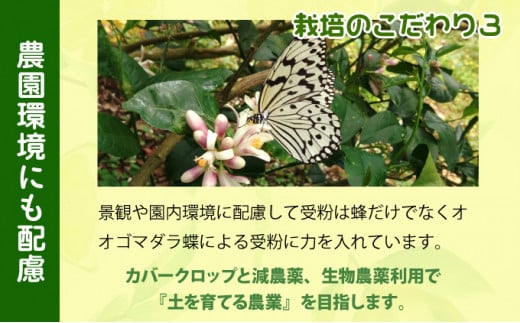 【2026年発送】まろやか多汁マイヤーレモン （島レモン）約2kg