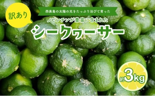 訳あり 2026年 先行予約 青切り シークヮサー 約3kg ☆西表島ふる～つらんど☆ 果物 フルーツ