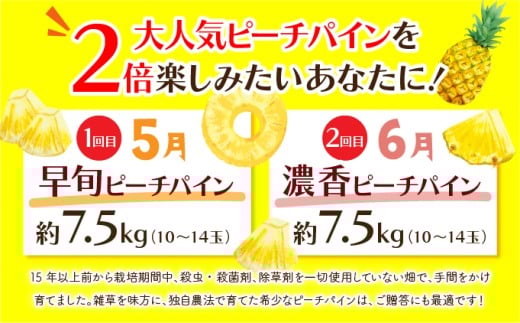 定期便 2ヶ月 絶品ピーチパイン 約7.5kg 【F-SOU/F】 2026年 先行予約 ★ファミリーサイズ★ 西表島 初エコファーマー認定 2回 お楽しみ 果物 フルーツ 【036-a006】