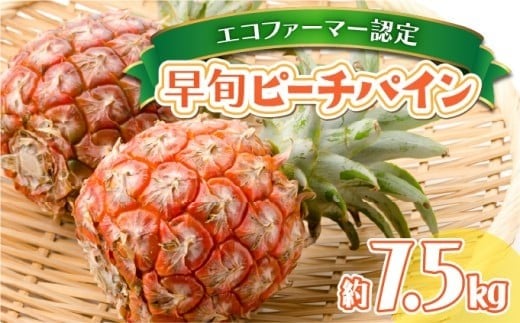 夏まで待ちきれない！早旬 ピーチパイン 約7.5kg 【F-SOU】 2026年 先行予約 ★ファミリーサイズ★西表島 初エコファーマー認定　【036-a004_2026】