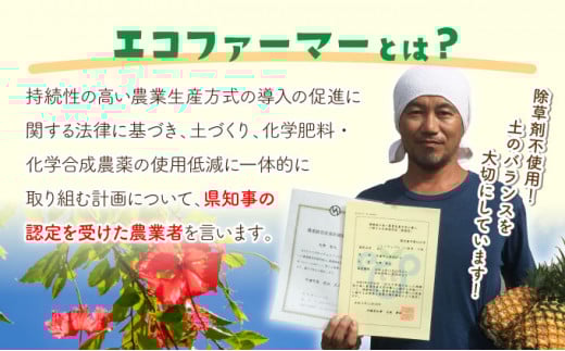 濃香ピーチパイン 約3kg 【E】★絶品★　2026年 先行予約 栽培期間中 農薬不使用 西表島 濃香 初エコファーマー認定【036-a002】