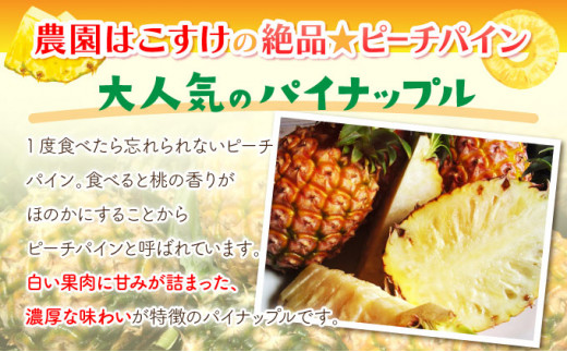 濃香ピーチパイン 約3kg 【E】★絶品★　2026年 先行予約 栽培期間中 農薬不使用 西表島 濃香 初エコファーマー認定【036-a002】