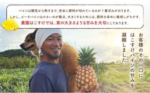 濃香ピーチパイン 約3kg 【E】★絶品★　2026年 先行予約 栽培期間中 農薬不使用 西表島 濃香 初エコファーマー認定【036-a002】