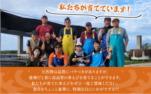 冷凍車えび 1kg 竹富島産 エビ