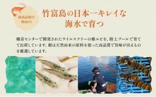 冷凍車えび 500g 竹富島産 エビ