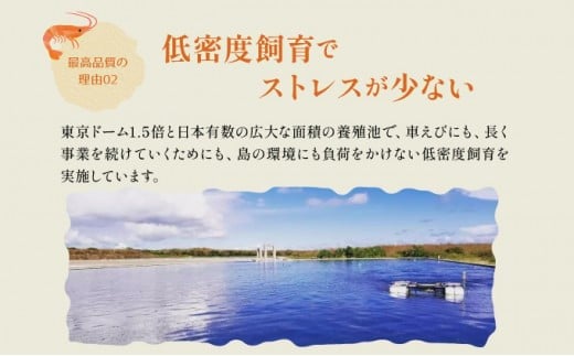 冷凍車えび 500g 竹富島産 エビ