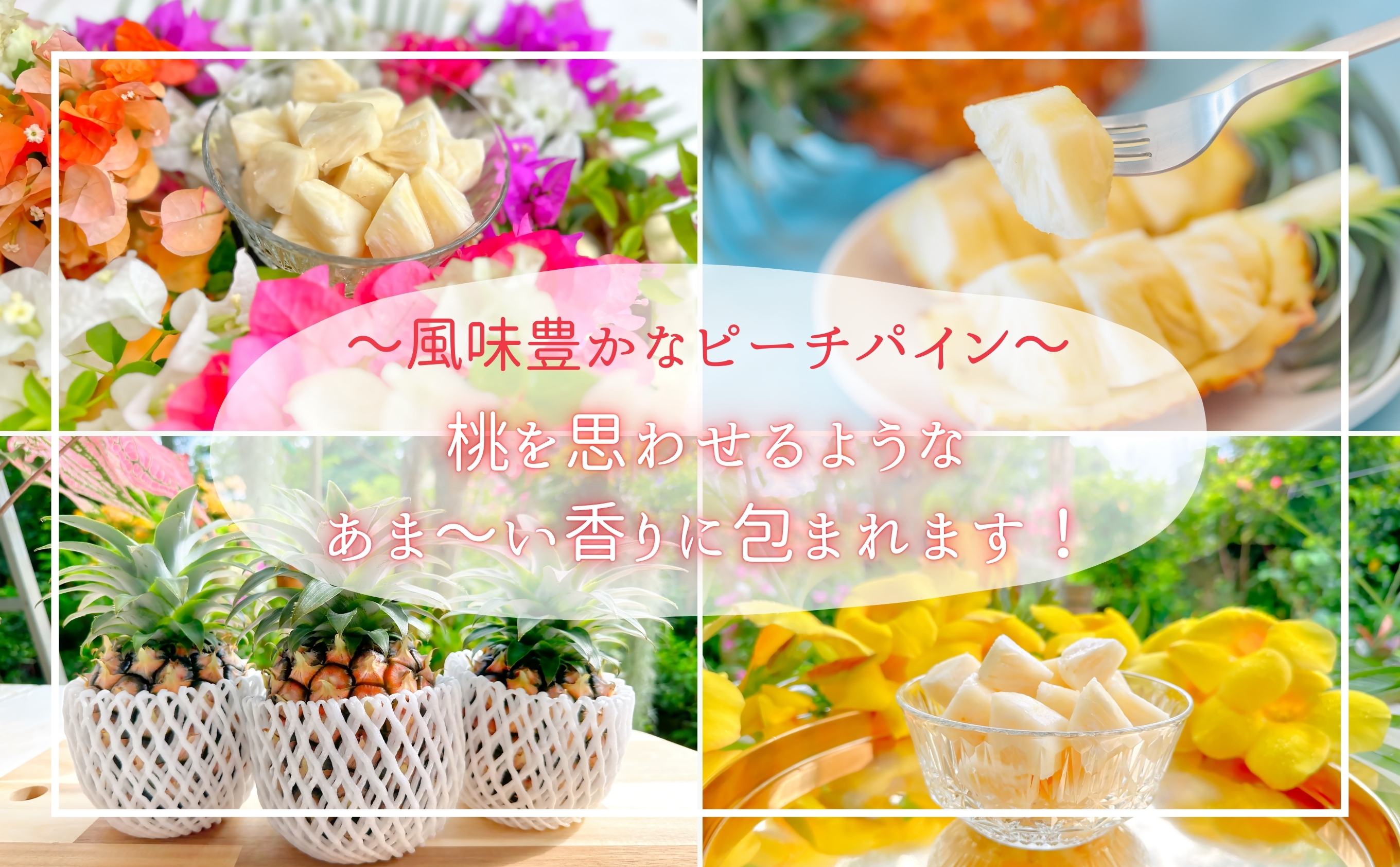 【よくばりピーチ定期便★約1.2kg×4回】☆新感覚☆ 桃のような芳醇な香りのする『西表島産 完熟ピーチパイン』