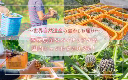 ãããŒãå®æäŸ¿â
çŽ4kgÃ3åãâæ°æèŠâ æ¡ã®ãããªè³éãªéŠãã®ãããè¥¿è¡šå³¶ç£ å®çããŒããã€ã³ã 2026幎 çºé 西衚島ããŠãã« ãã€ãããã« æç© ãã«ãŒã ãã¶ãŒã