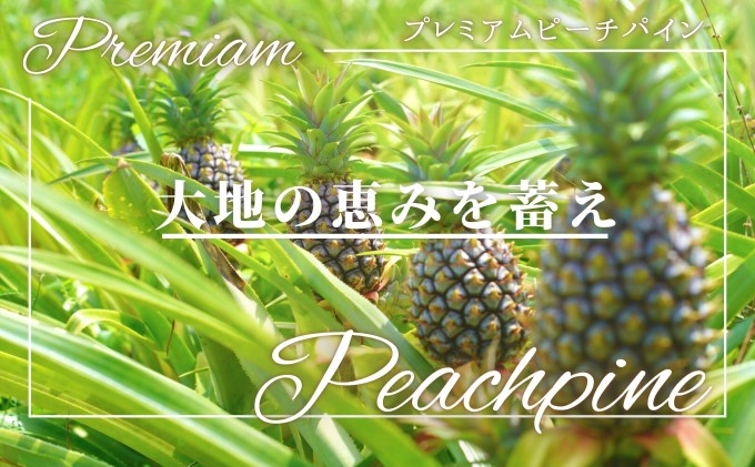 2025年 先行予約 人気No.５ 西表島ナウパカ 完熟 プレミアム ピーチパイン 約2Kg ☆栽培期間中 農薬・化学肥料不使用☆