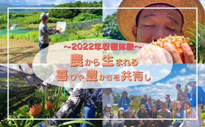 2024年 先行予約 ピーチパイン 約6Kg 西表島ナウパカの『えっ !? これパイナップル !? 』☆ほんの〜り桃の香りのする不思議な完熟パイン☆