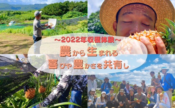 定期便 2024年 先行予約 西表島ナウパカの完熟ピーチパイン『お試し定期便(1)』 ☆ 約1.8Kg(2〜3玉入) 5月と6月にお届けします！☆