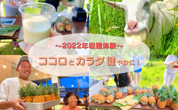 2024年 先行予約 ピーチパイン 約6Kg 西表島ナウパカの『えっ !? これパイナップル !? 』☆ほんの〜り桃の香りのする不思議な完熟パイン☆