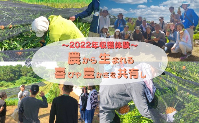 定期便 2024年 先行予約 人気No.４ 西表島ナウパカの完熟 ピーチパイン 定期便(2) ☆ 約3.5Kg(4〜6玉入) 5月と6月にお届けします！☆