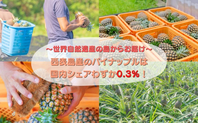 【ピーチ定期便★約4kg×3回】☆新感覚☆ 桃のような芳醇な香りのする『西表島産 完熟ピーチパイン』