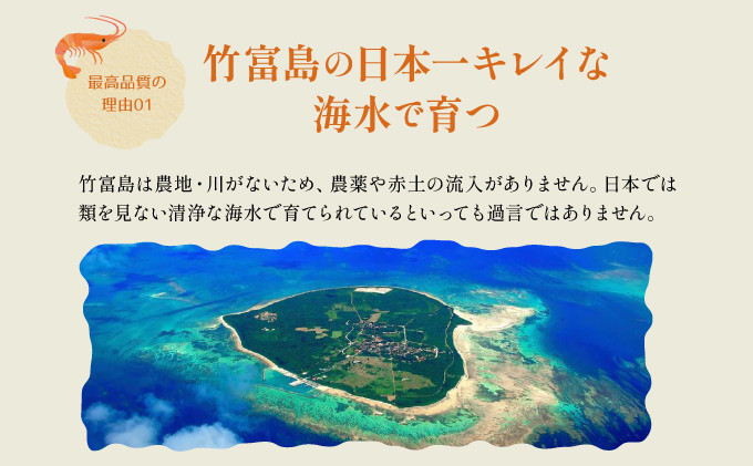 訳あり 竹富島産 冷凍車えび 規格外品 3kg