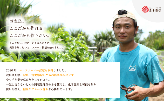 穫れたて新鮮冷凍！西表島の完熟ピーチパイン 4.8kg(400g×12袋)