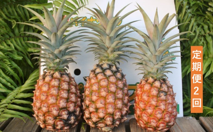 21年発送 水鴨農園 先行受付 旬の パインアップル 約3kg 定期便2回 Jalふるさと納税 Jalのマイルがたまるふるさと納税サイト