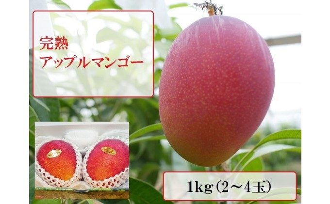 【2022年発送】ますみ農園 完熟 アップルマンゴー 約1kg（2～4玉）