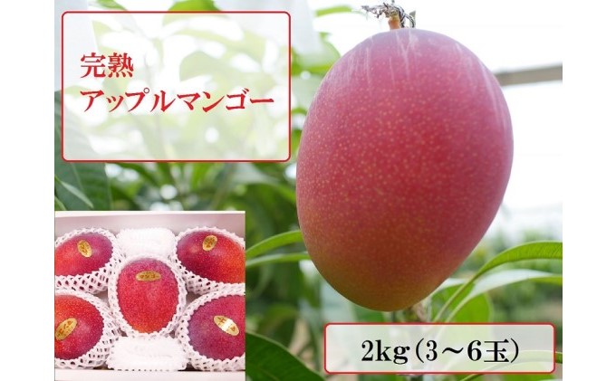 【2022年発送】ますみ農園 完熟 アップルマンゴー 約2kg（3～6玉）