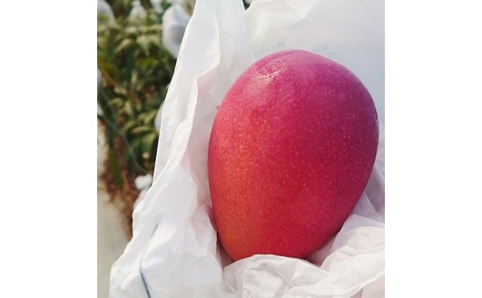 2024年 先行予約 アップルマンゴー 約2kg 3〜6玉 完熟 マンゴー ますみ農園 果物 フルーツ