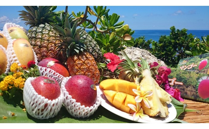 2024年 先行予約 島パイン (ハワイ種) 約5kg 4〜6玉 ますみ農園 “蜜たっぷり” パイン パイナップル 果物 フルーツ